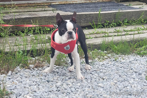 成約済の京都府のボストンテリア-241613