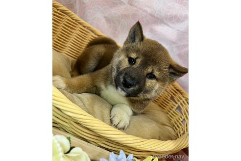 成約済の北海道の柴犬-242129の8枚目