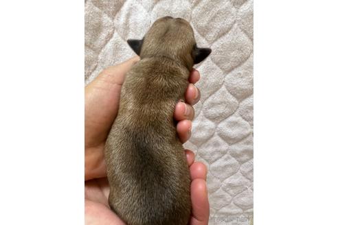 成約済の千葉県のチワワ(スムースコート)-242130の79枚目