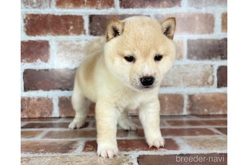 成約済の福岡県の豆柴-242138の8枚目