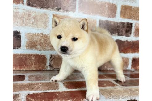 成約済の福岡県の豆柴-242138の12枚目