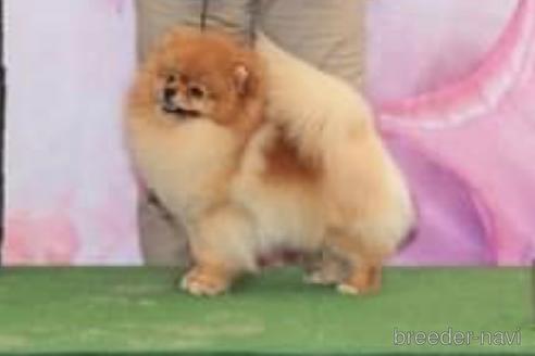 輸入犬  Kingくん1枚目