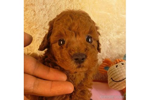 成約済の茨城県のトイプードル-242160の2枚目