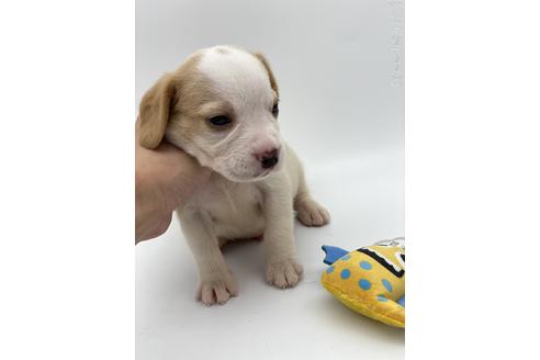 成約済の愛知県のビーグル-240526の7枚目