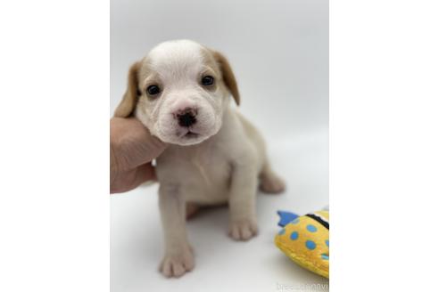 成約済の愛知県のビーグル-240526の6枚目