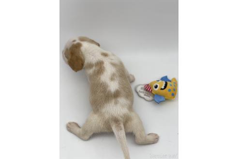 成約済の愛知県のビーグル-240526の5枚目