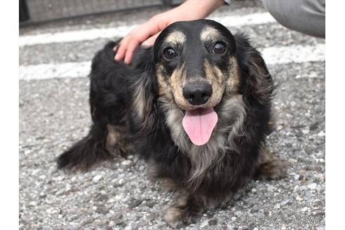 成約済の愛知県のミニチュアダックスフンド(ロングヘアード)-175179の1枚目