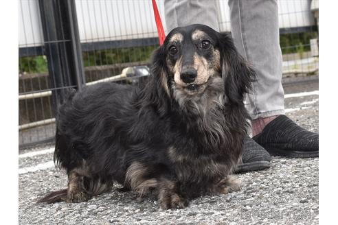 成約済の愛知県のミニチュアダックスフンド(ロングヘアード)-175179の6枚目