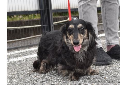 成約済の愛知県のミニチュアダックスフンド(ロングヘアード)-175179の3枚目