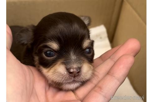 販売中の兵庫県のチワワ(ロングコート)-240361