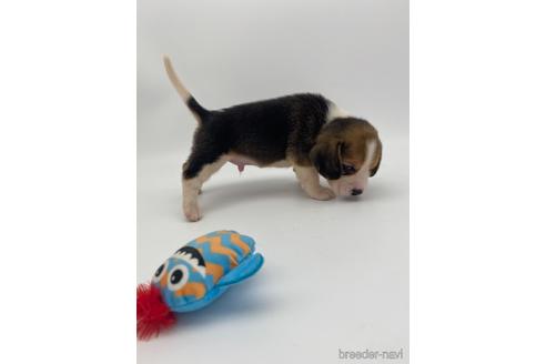 成約済の愛知県のビーグル-240636の7枚目