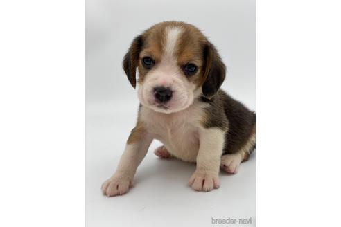 成約済の愛知県のビーグル-240636の8枚目