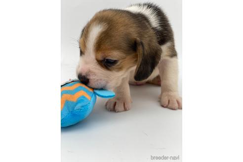 成約済の愛知県のビーグル-240636の2枚目