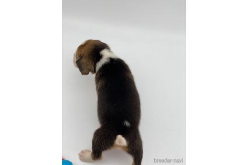 成約済の愛知県のビーグル-240636の4枚目