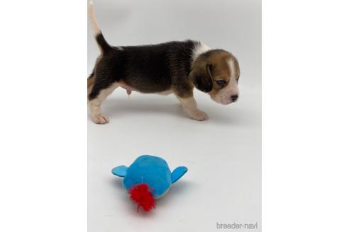 成約済の愛知県のビーグル-240636の5枚目