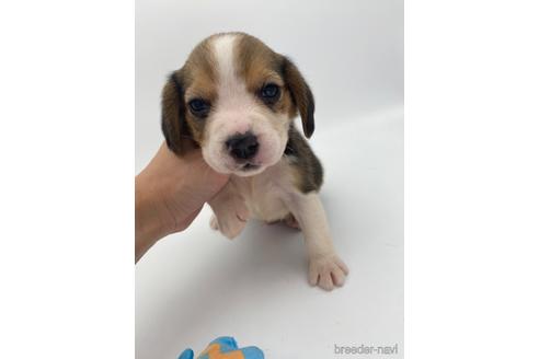 成約済の愛知県のビーグル-240636