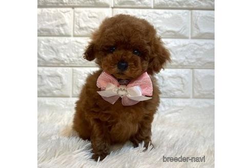 成約済の茨城県のトイプードル-242205