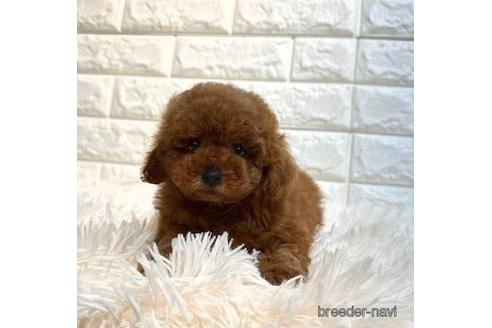 成約済の茨城県のトイプードル-242205の2枚目