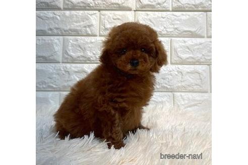 成約済の茨城県のトイプードル-242205の3枚目