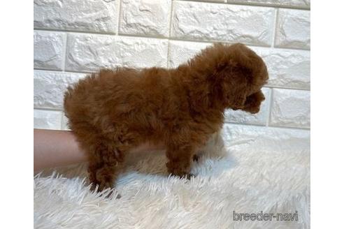 成約済の茨城県のトイプードル-242205の4枚目