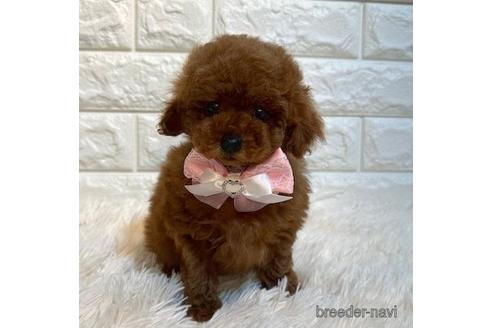 成約済の茨城県のトイプードル-242205の5枚目