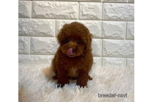 成約済の茨城県のトイプードル-242206の2枚目