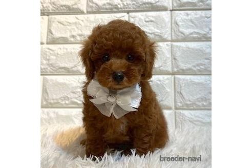 成約済の茨城県のトイプードル-242206の3枚目