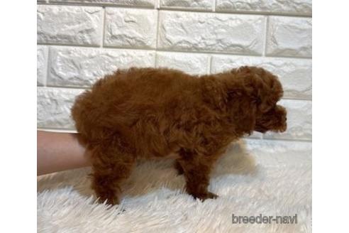 成約済の茨城県のトイプードル-242206の4枚目