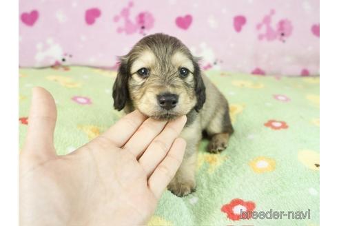 成約済の兵庫県のミニチュアダックスフンド(ロングヘアード)-242214の2枚目