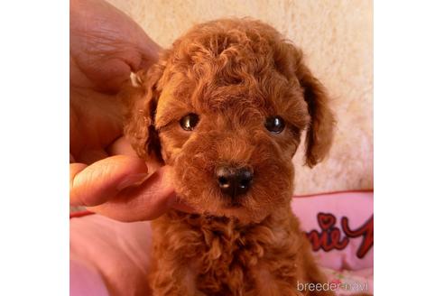 販売中の茨城県のトイプードル-242219の3枚目