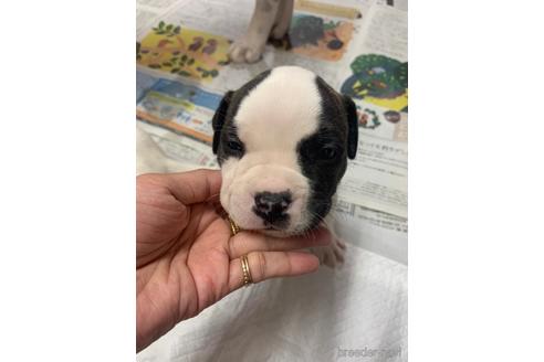 成約済の沖縄県のミックス犬-239000の12枚目