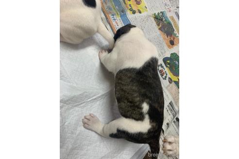 成約済の沖縄県のミックス犬-239000の10枚目