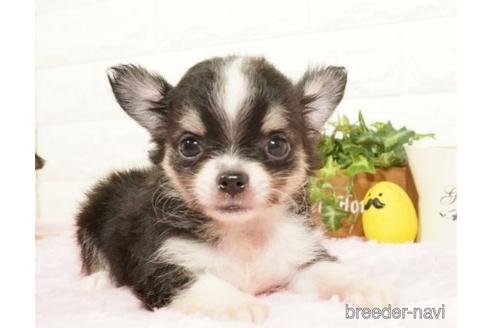 子犬