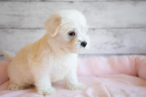 成約済の北海道のミックス犬-239843の2枚目