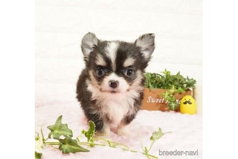 子犬