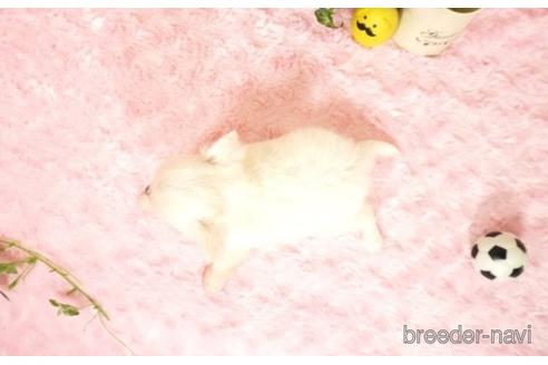 成約済の愛知県のチワワ(ロングコート)-242234の5枚目