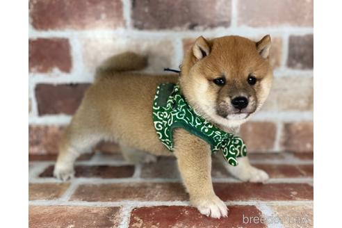 成約済の福岡県の豆柴-242281の1枚目