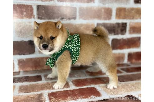 成約済の福岡県の豆柴-242281の2枚目