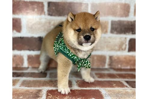 成約済の福岡県の豆柴-242281の3枚目