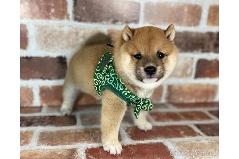 成約済の福岡県の豆柴-242281の4枚目