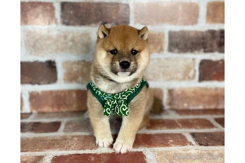 成約済の福岡県の豆柴-242281の5枚目