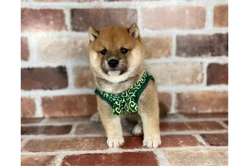 成約済の福岡県の豆柴-242281の6枚目