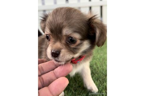 成約済の福岡県のミックス犬-237369の8枚目