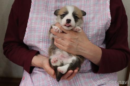 成約済の栃木県のウェルシュコーギーペンブローク-242320の7枚目