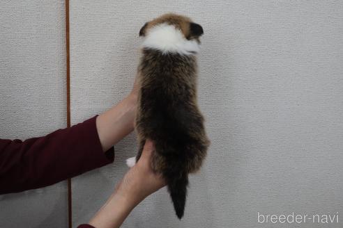 成約済の栃木県のウェルシュコーギーペンブローク-242320の8枚目