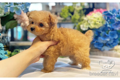 成約済の愛知県のタイニープードル-242323の2枚目