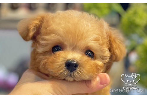 成約済の愛知県のタイニープードル-242323の1枚目