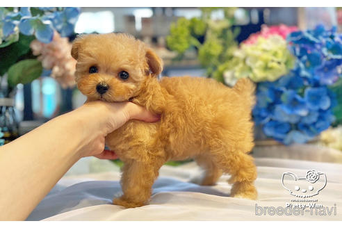 成約済の愛知県のタイニープードル-242323の4枚目