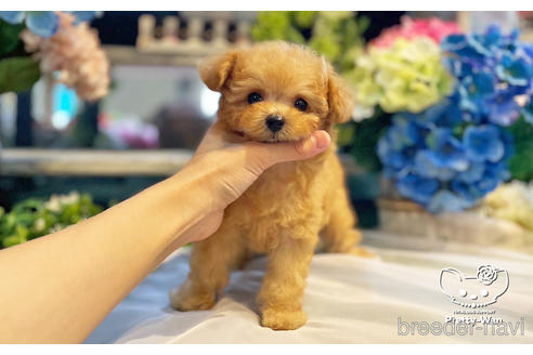 成約済の愛知県のタイニープードル-242323の3枚目