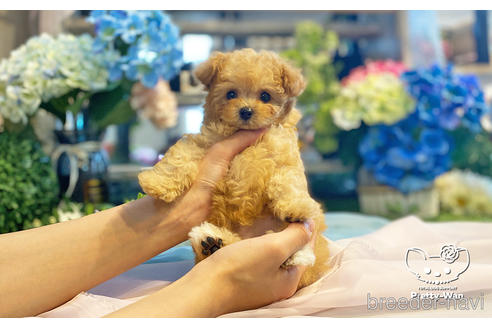 成約済の愛知県のタイニープードル-242323の5枚目